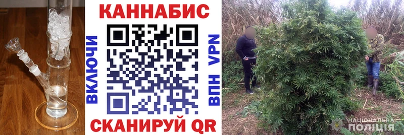 закладка  Куровское  Конопля сатива 